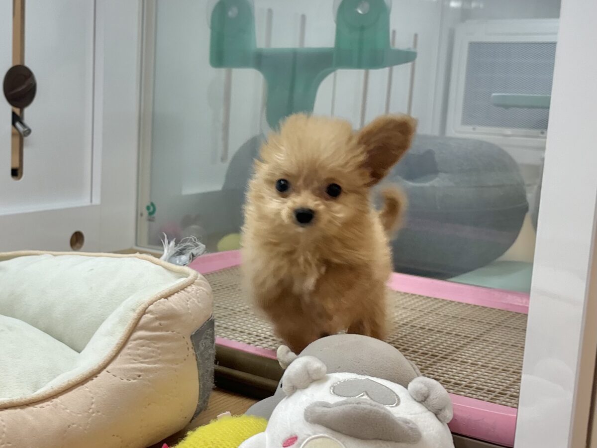 超ホヤホヤ最新画像✨胸にダイブしていいですか♡♡?チワプーちゃん! チワプー