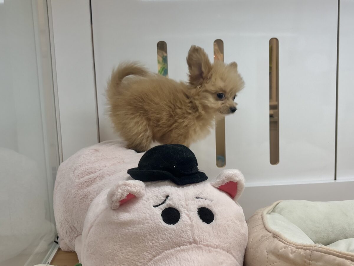チワプー