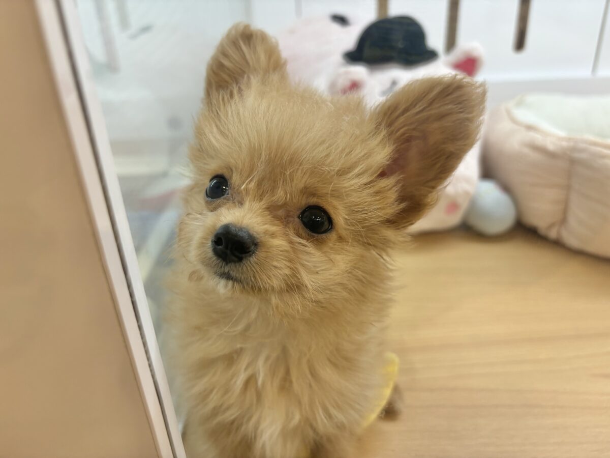 チワプー