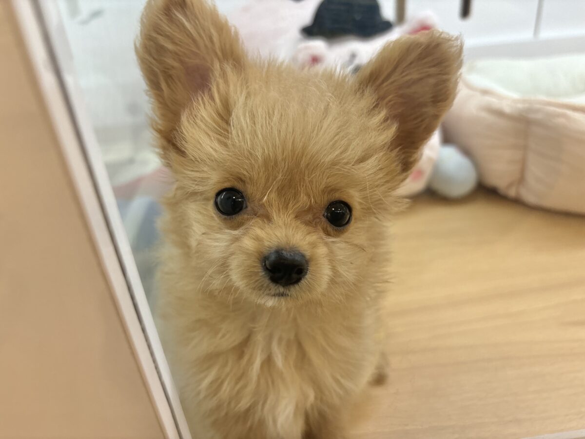チワプー