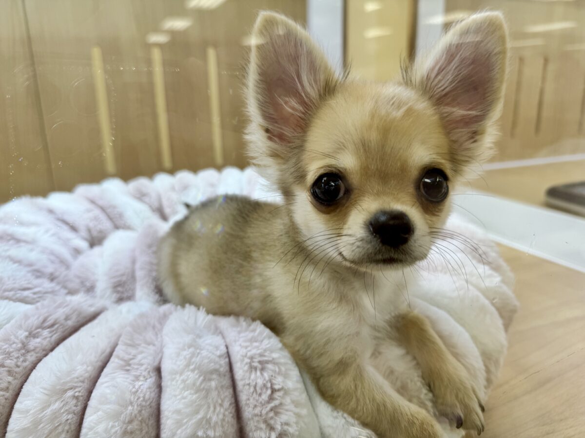 お腹ゴローン🐶🍼ロングチワワ男の子