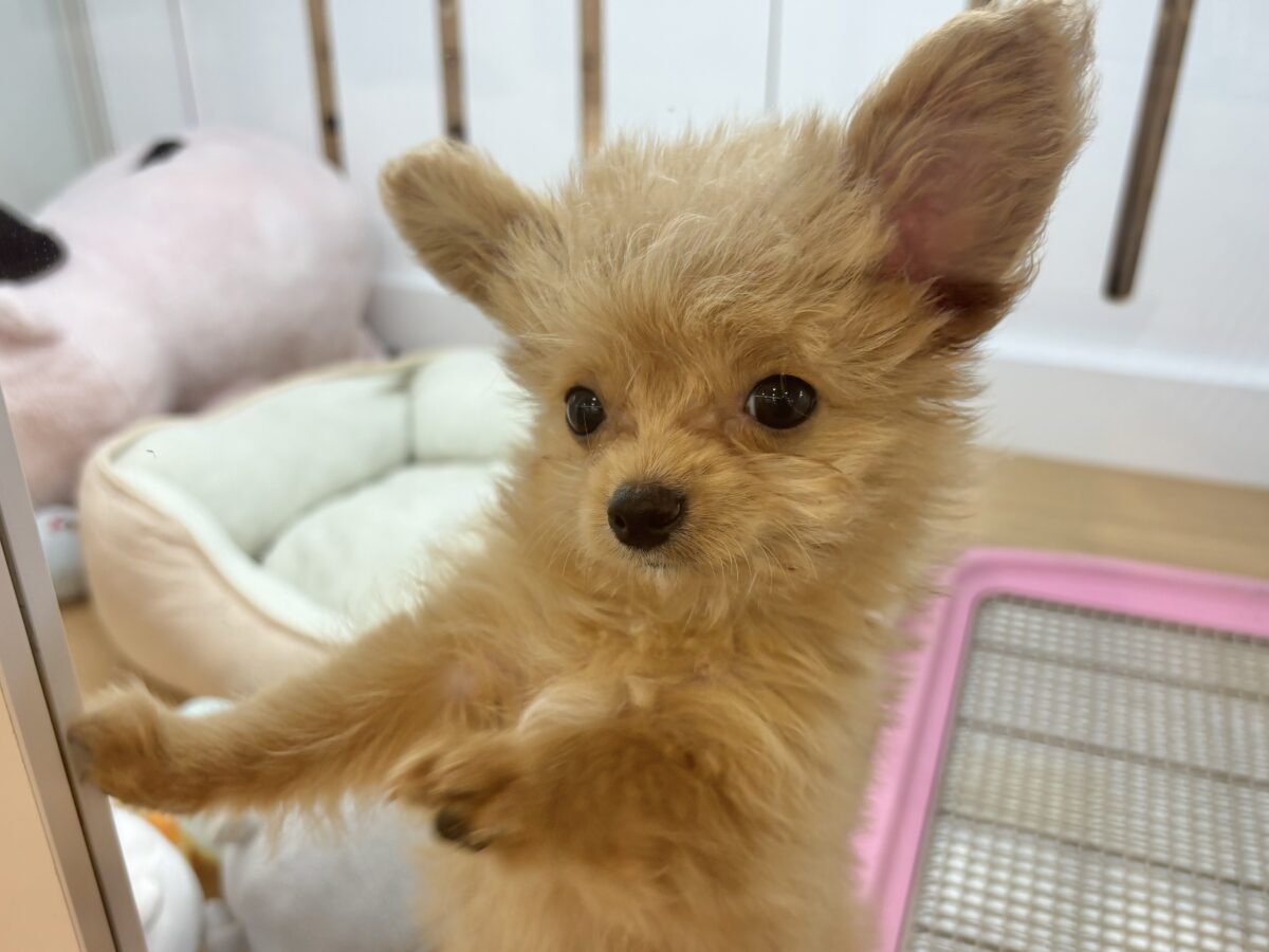 超ホヤホヤ最新画像✨胸にダイブしていいですか♡♡?チワプーちゃん! チワプー