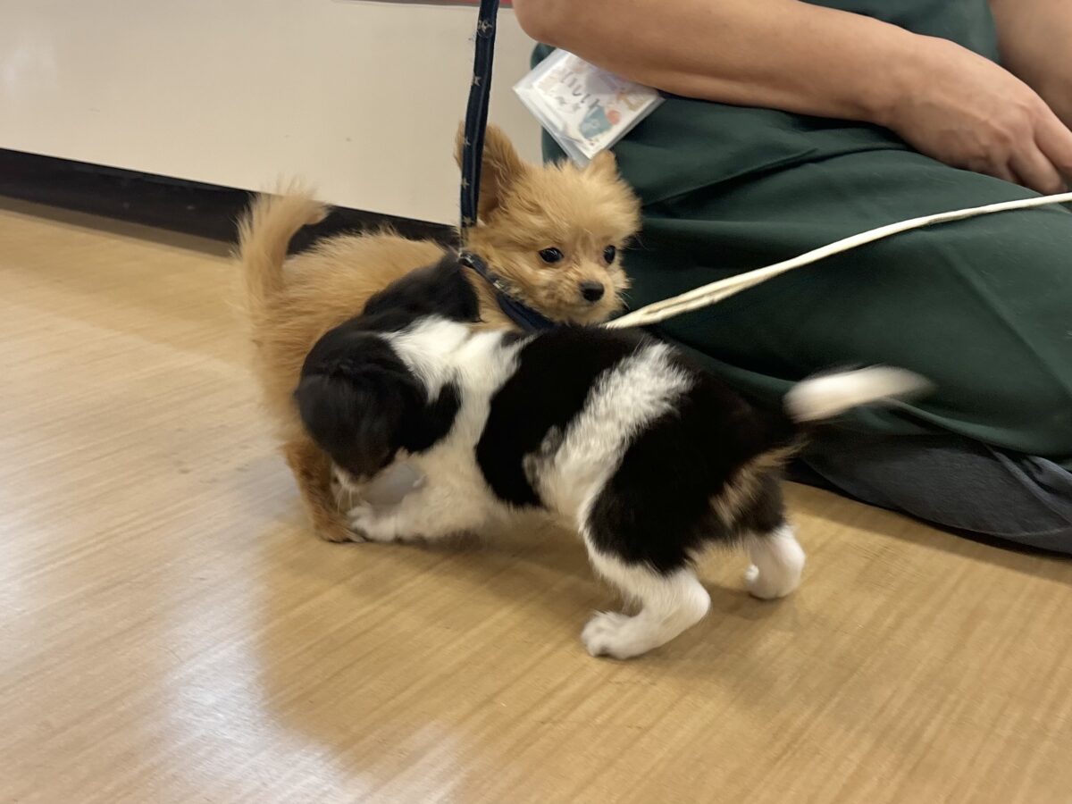 チワプー