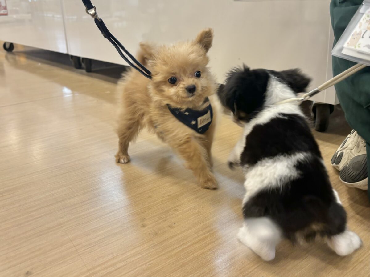 チワプー