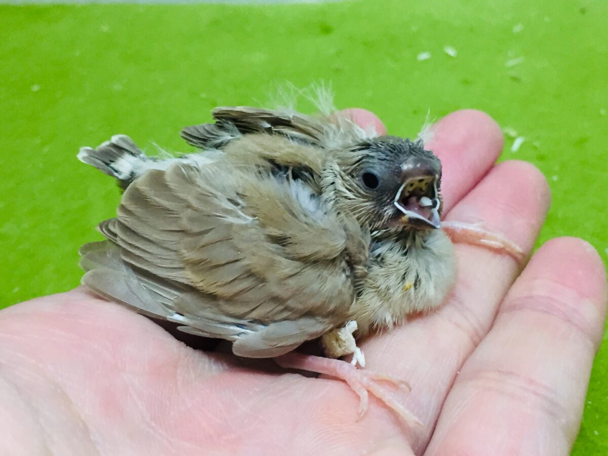 大人気🔥🔥🔥 フォーンカラーのキンカチョウさんがやってきましたよ~💛 錦花鳥(キンカチョウ)