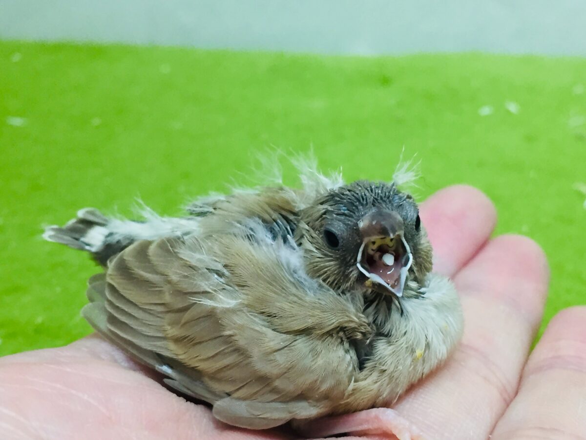 大人気🔥🔥🔥 フォーンカラーのキンカチョウさんがやってきましたよ~💛 錦花鳥(キンカチョウ)