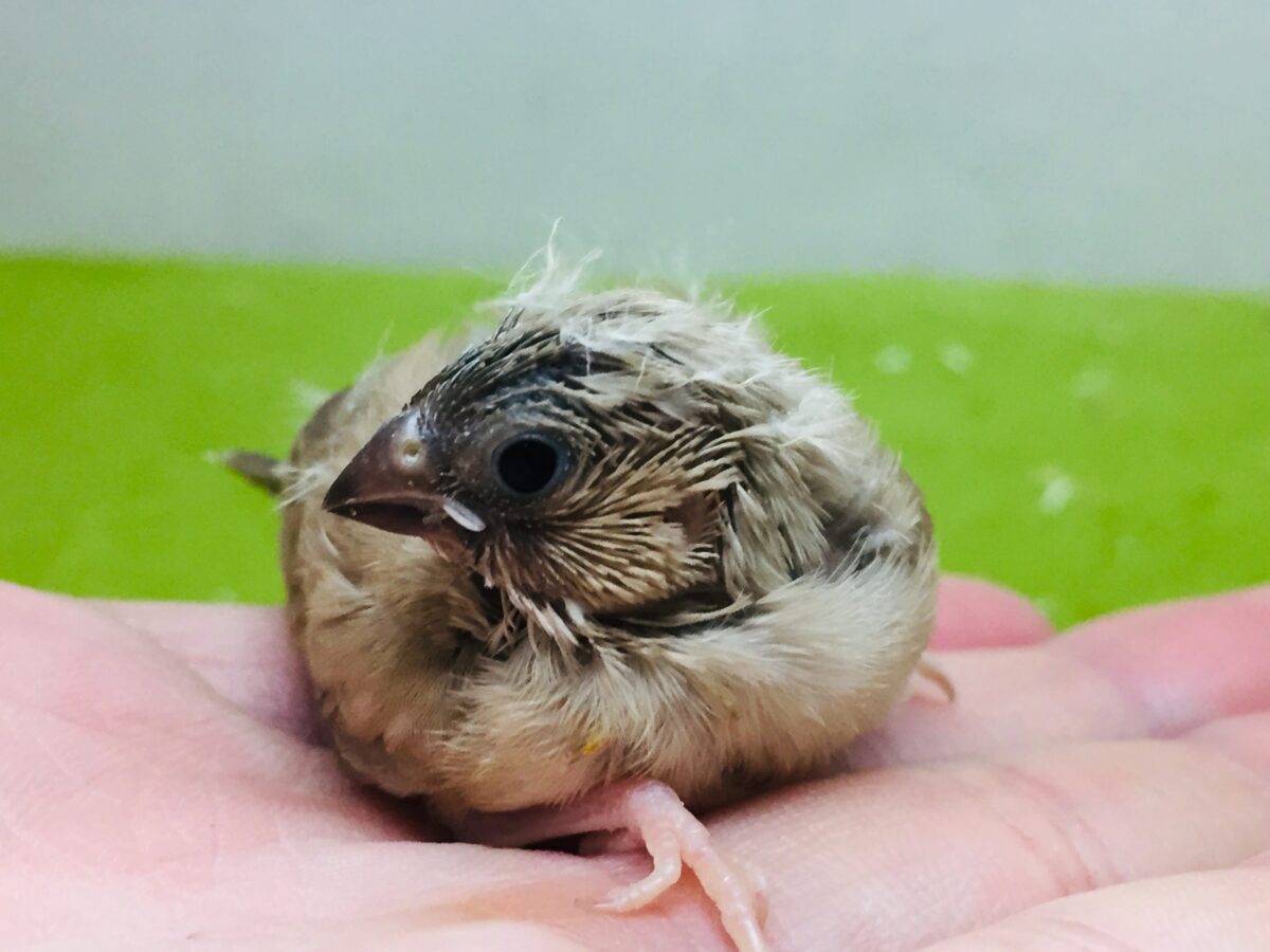 大人気🔥🔥🔥 フォーンカラーのキンカチョウさんがやってきましたよ~💛 錦花鳥(キンカチョウ)
