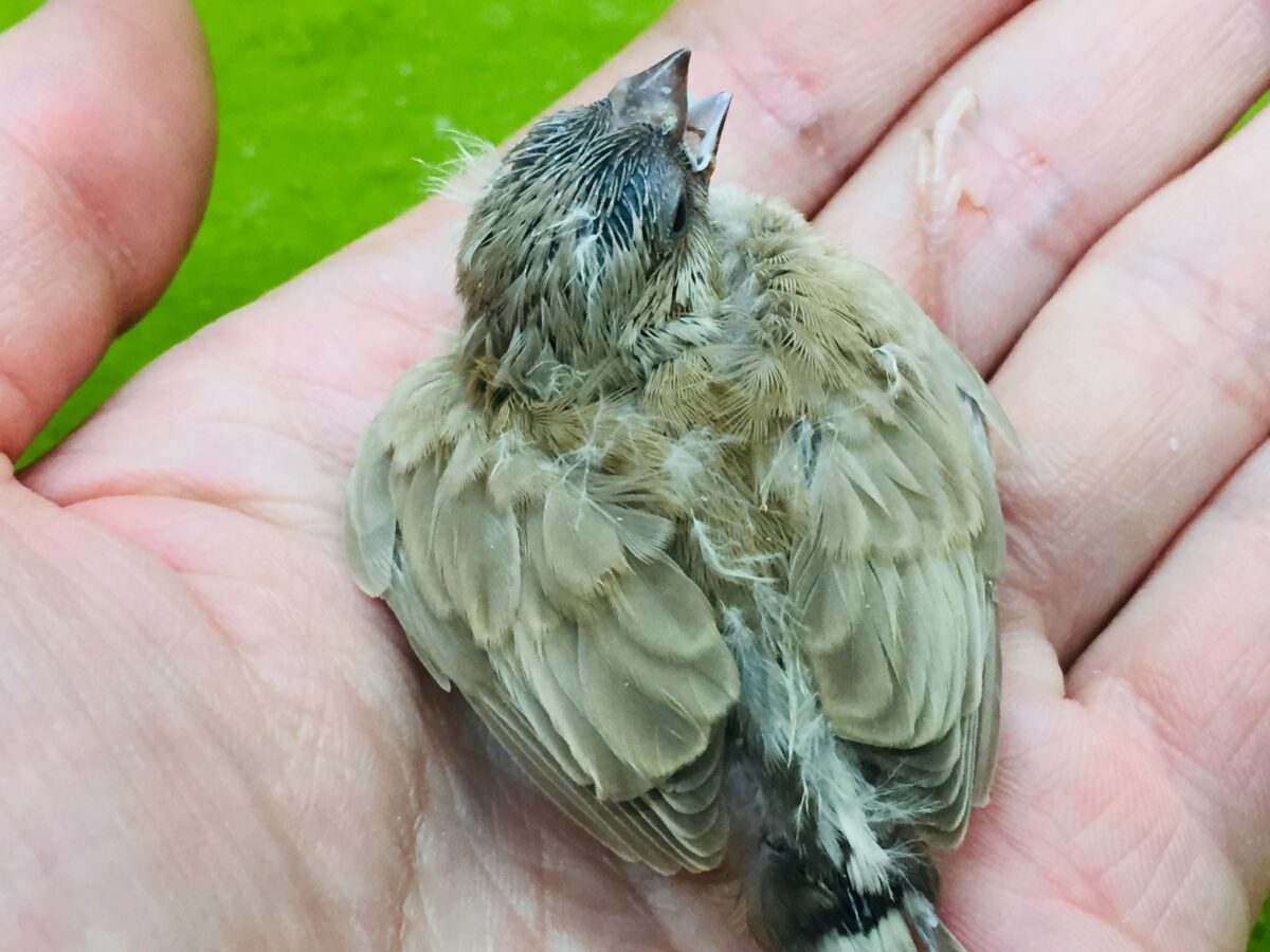大人気🔥🔥🔥 フォーンカラーのキンカチョウさんがやってきましたよ~💛 錦花鳥(キンカチョウ)