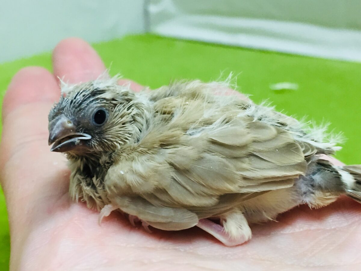 大人気🔥🔥🔥 フォーンカラーのキンカチョウさんがやってきましたよ~💛 錦花鳥(キンカチョウ)