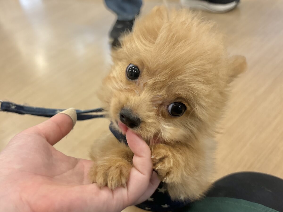 チワプー