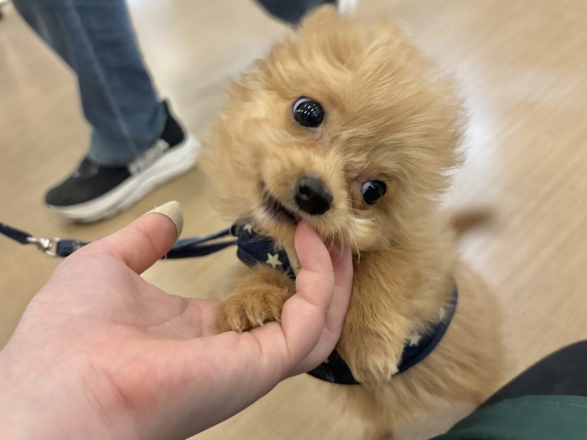 チワプー