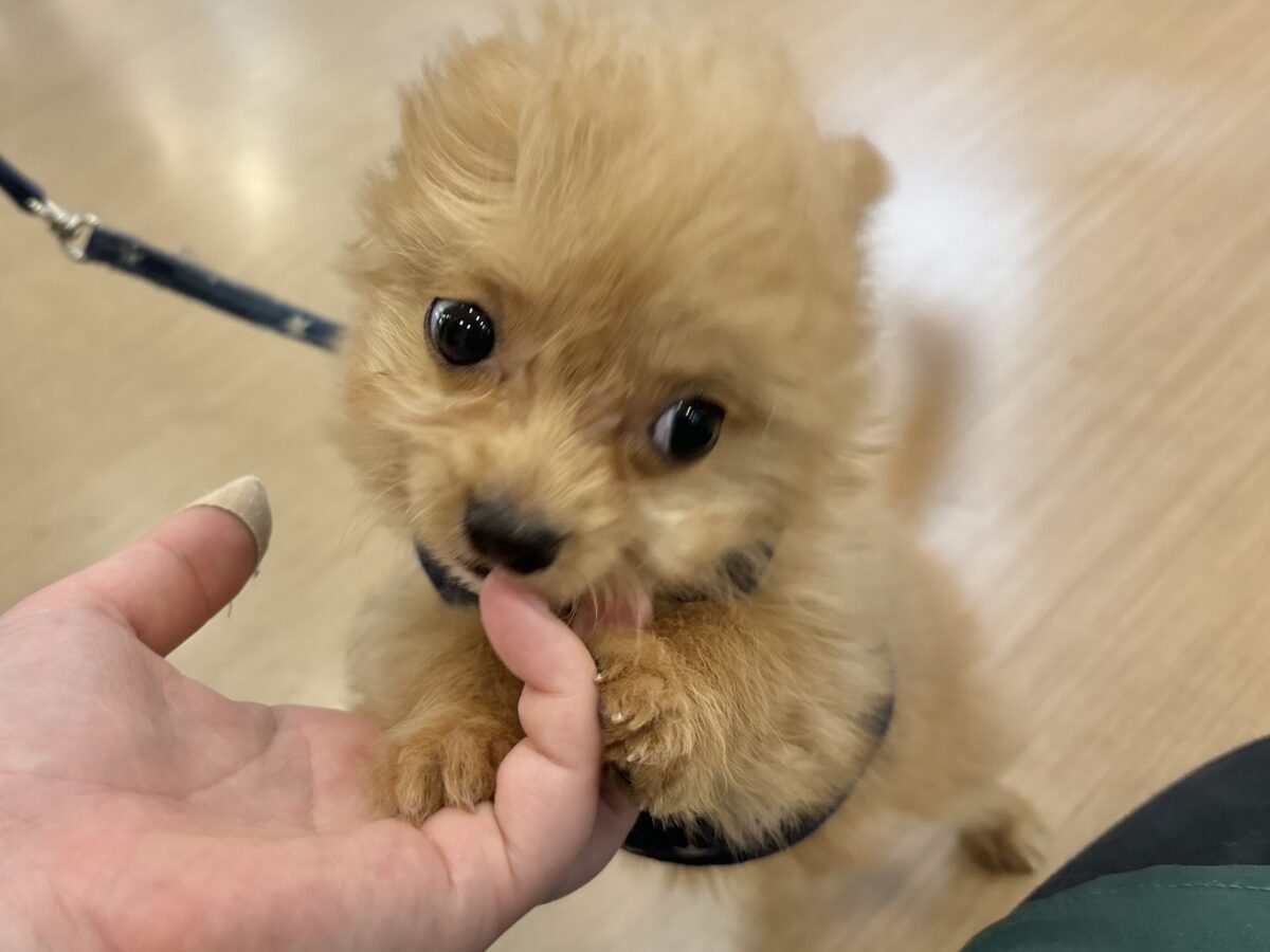 超ホヤホヤ最新画像✨胸にダイブしていいですか♡♡?チワプーちゃん! チワプー