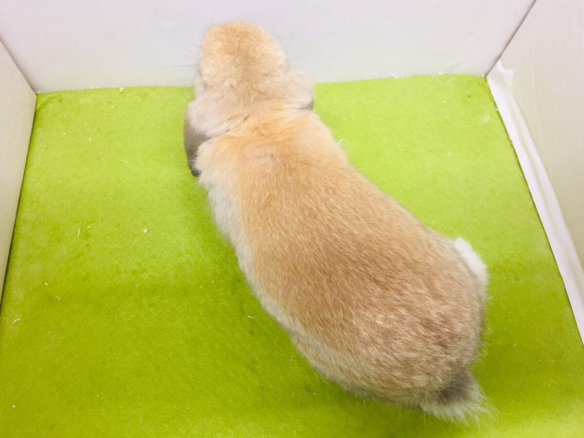 ホーランドロップ