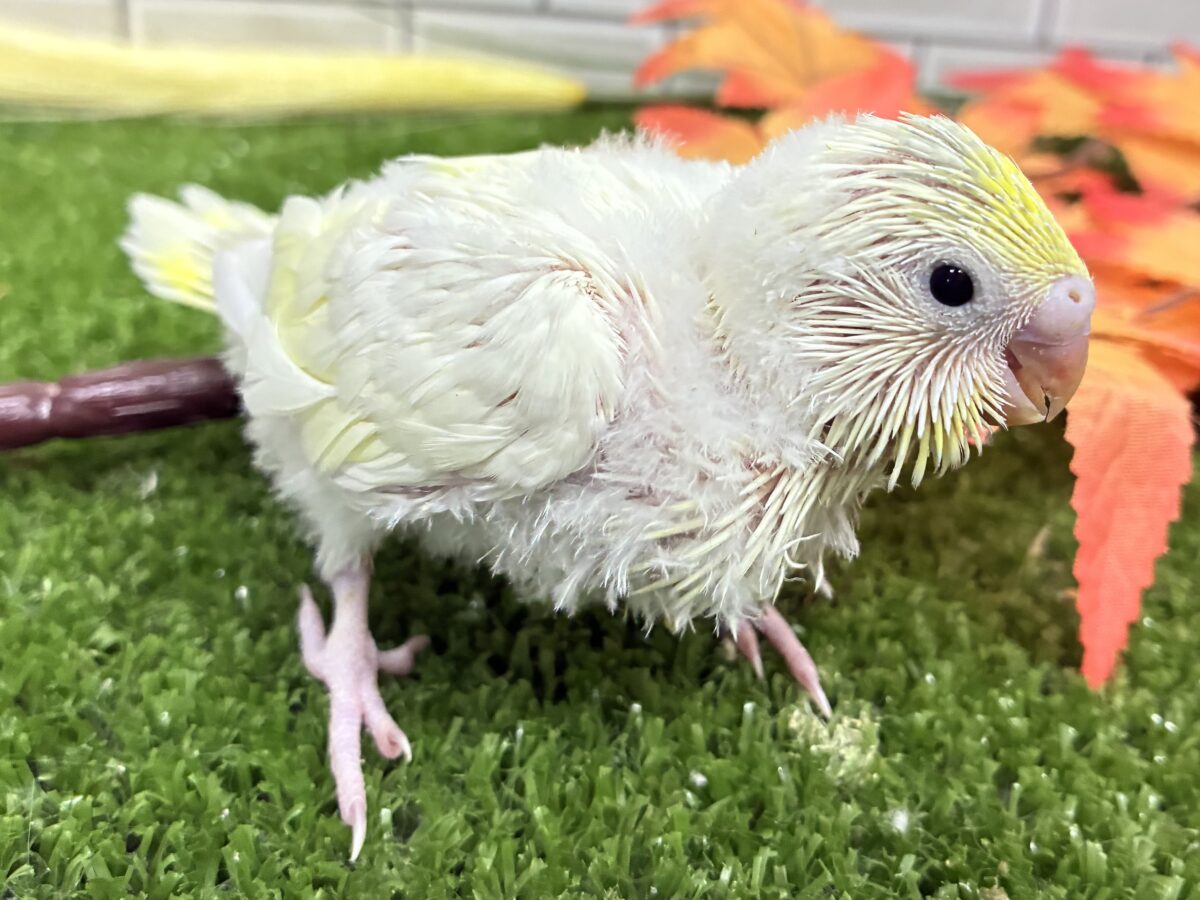 セキセイインコ