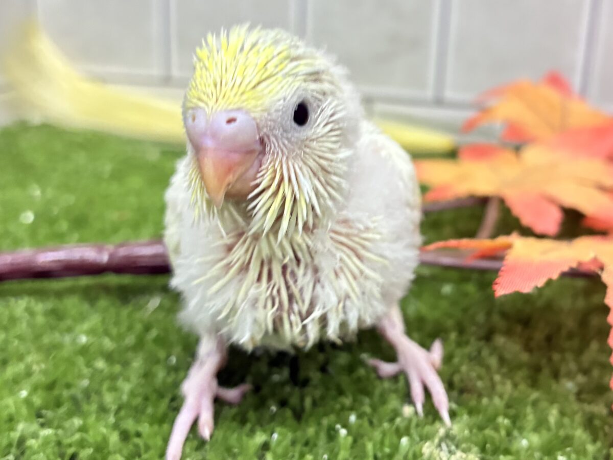 セキセイインコ