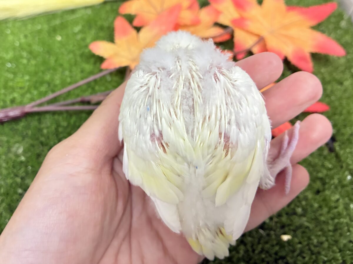 セキセイインコ