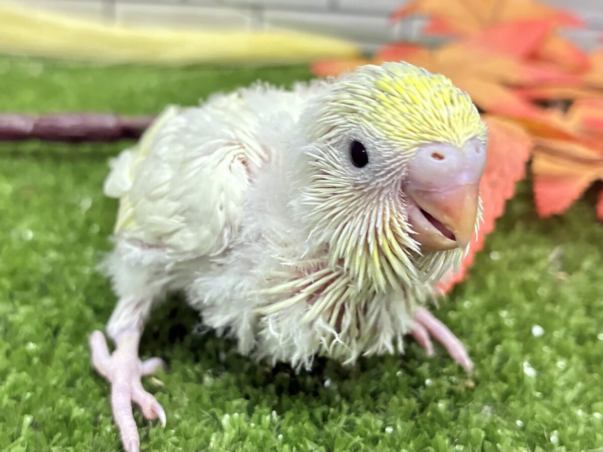 セキセイインコ