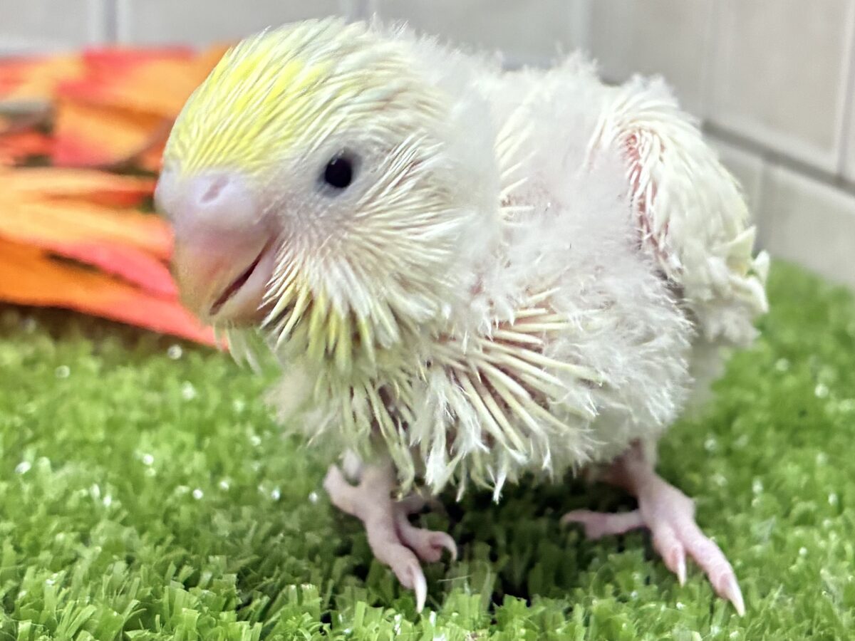 セキセイインコ
