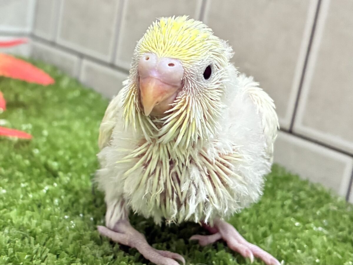 空がはみでる⛅️クリ〜ム大福⚪️✧*｡セキセイインコ(クリーム/2026年8月生まれ)