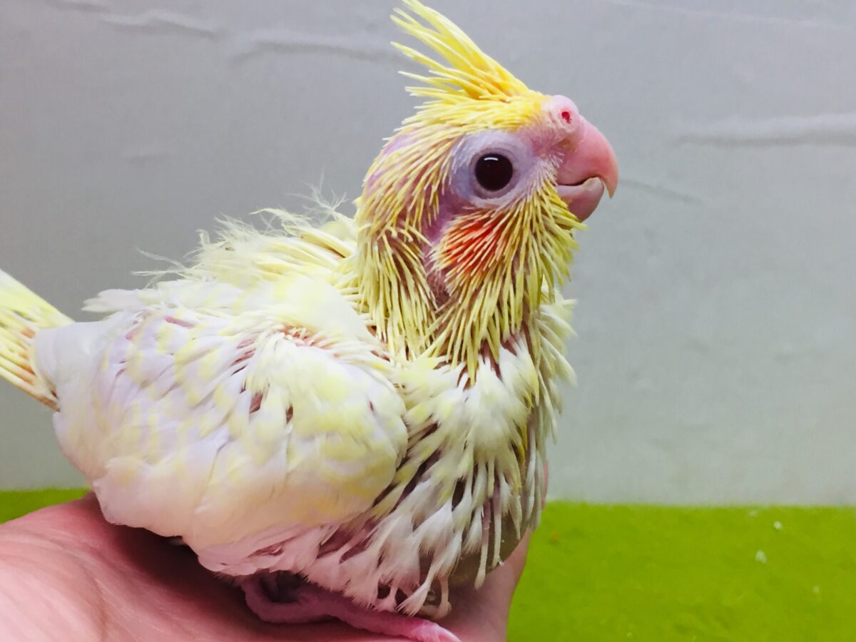 ルチノーカラーのオカメちゃんがやってきました～💛💛💛　オカメインコ