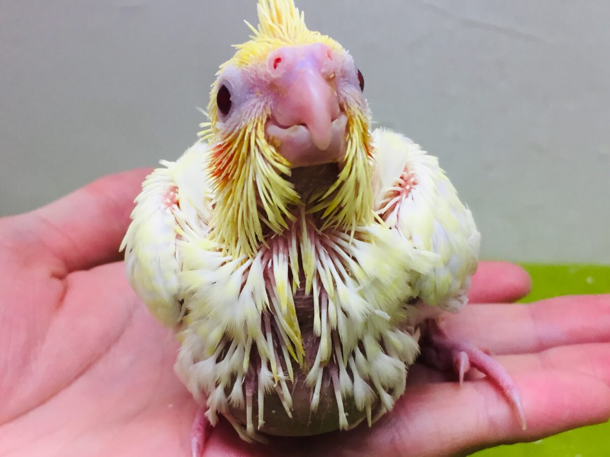 オカメインコ