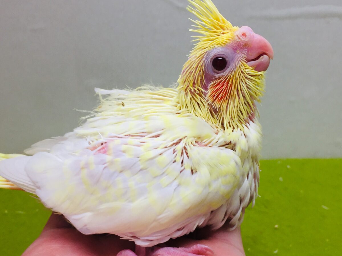 オカメインコ