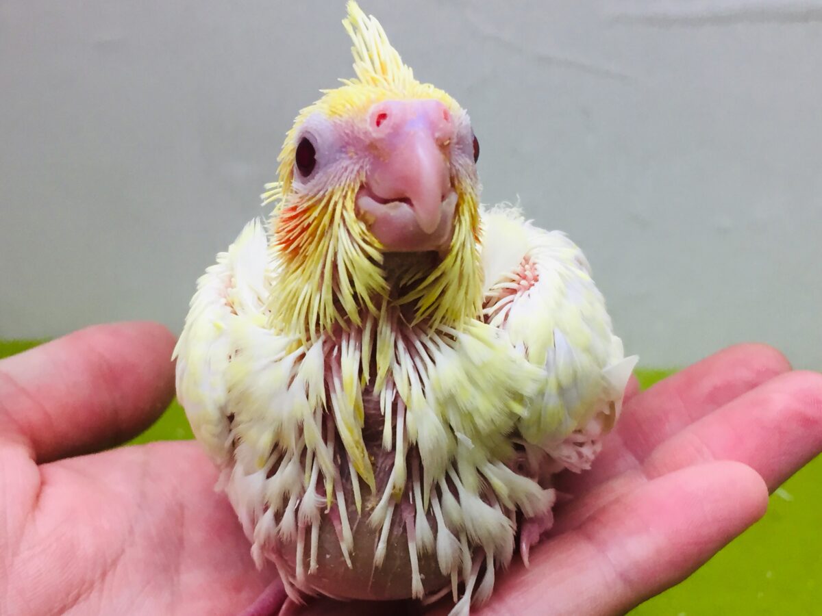 オカメインコ
