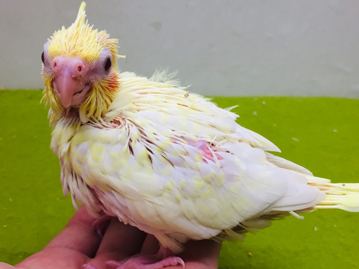 オカメインコ