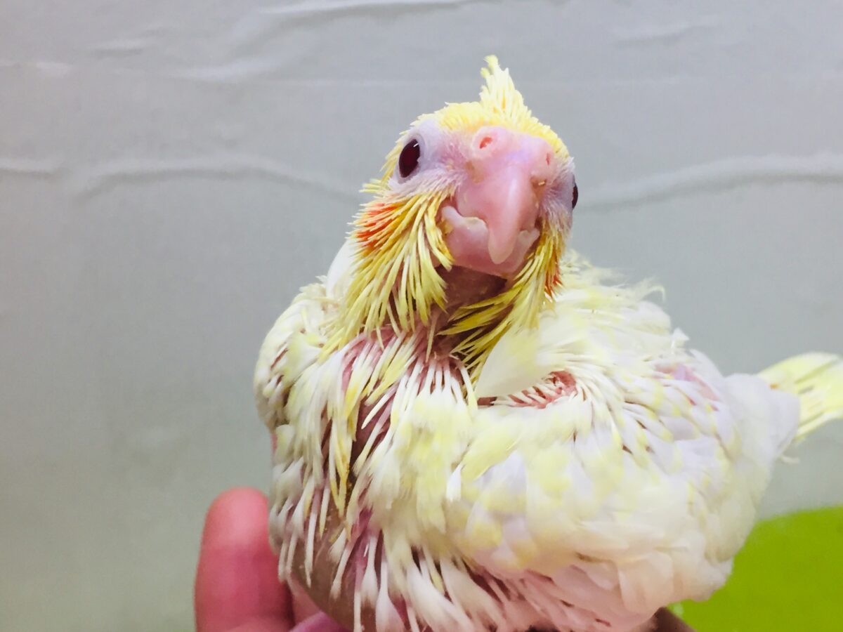オカメインコ