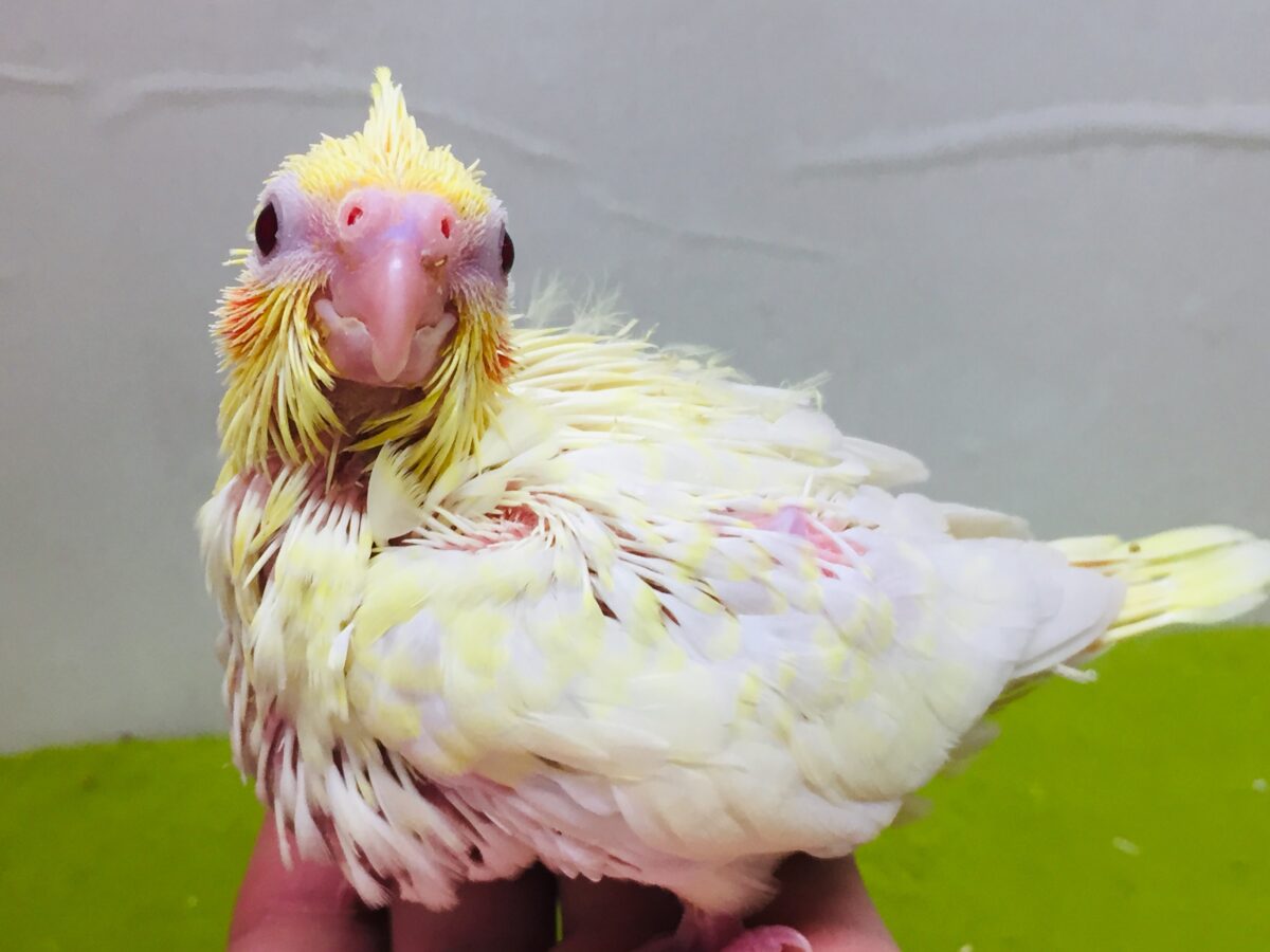 オカメインコ