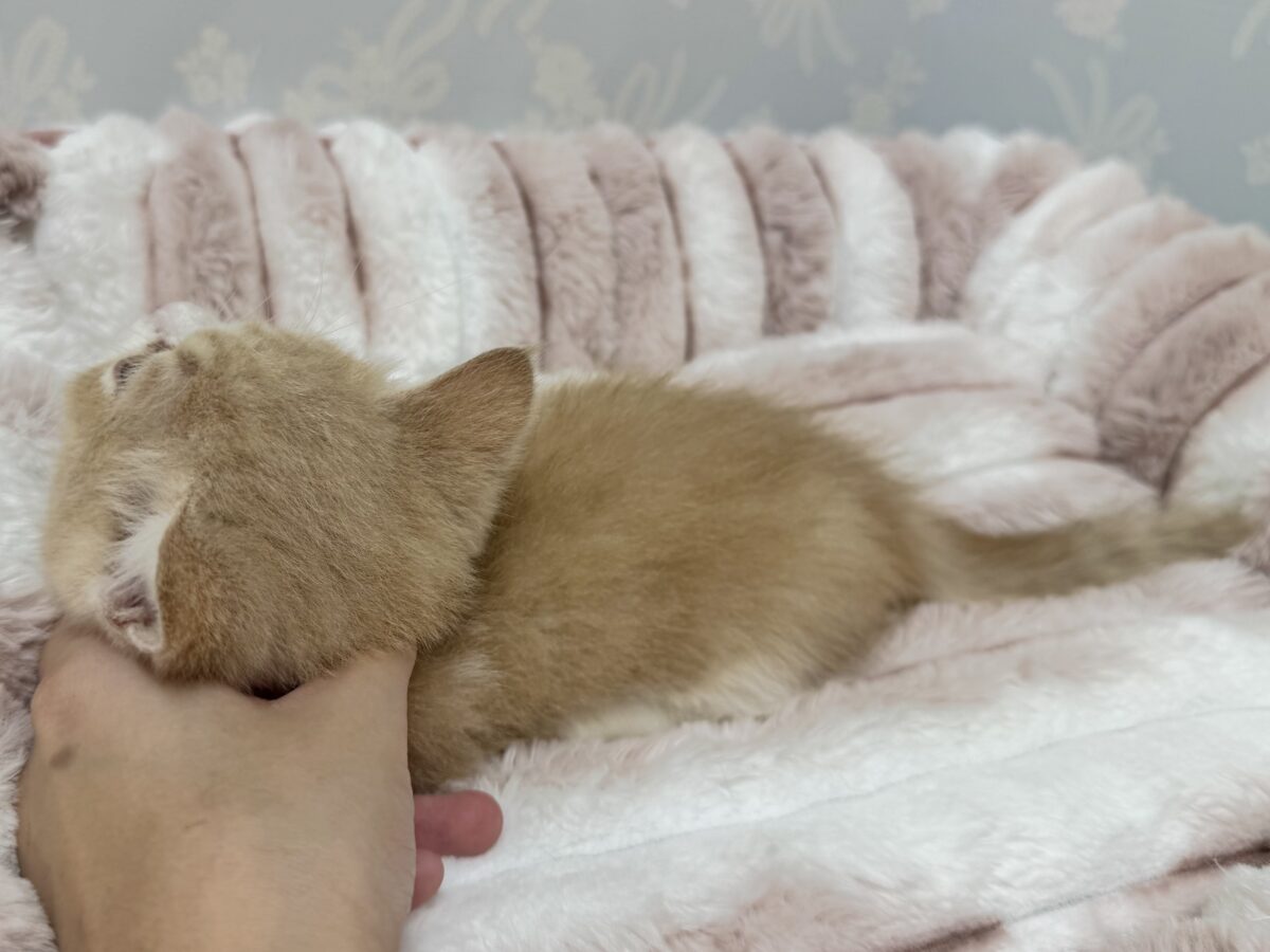 ミヌエット
