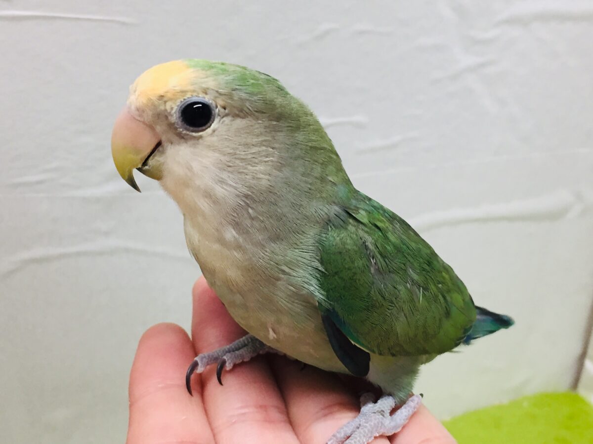 コザクラインコ（小桜インコ） の販売一覧| 千葉県・栃木県・神奈川県