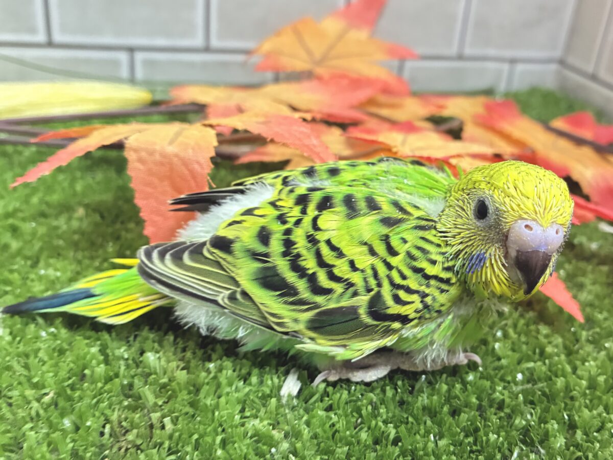 セキセイインコ