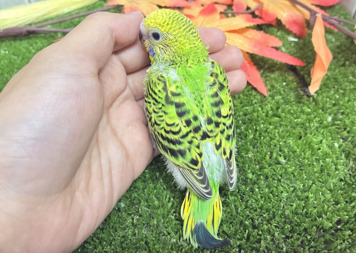 セキセイインコ