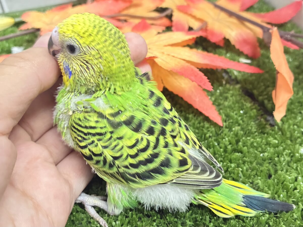 セキセイインコ