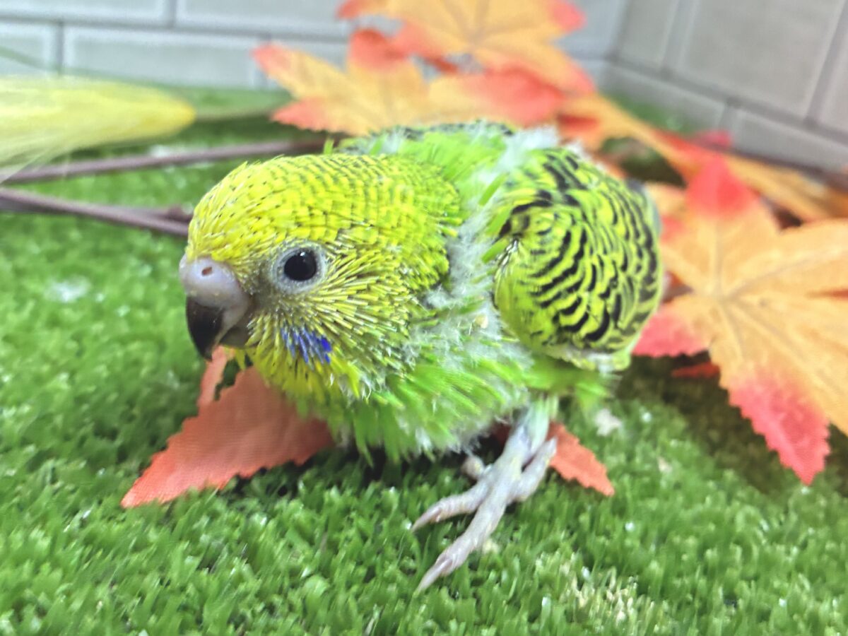 セキセイインコ