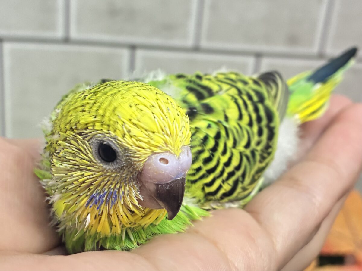 セキセイインコ