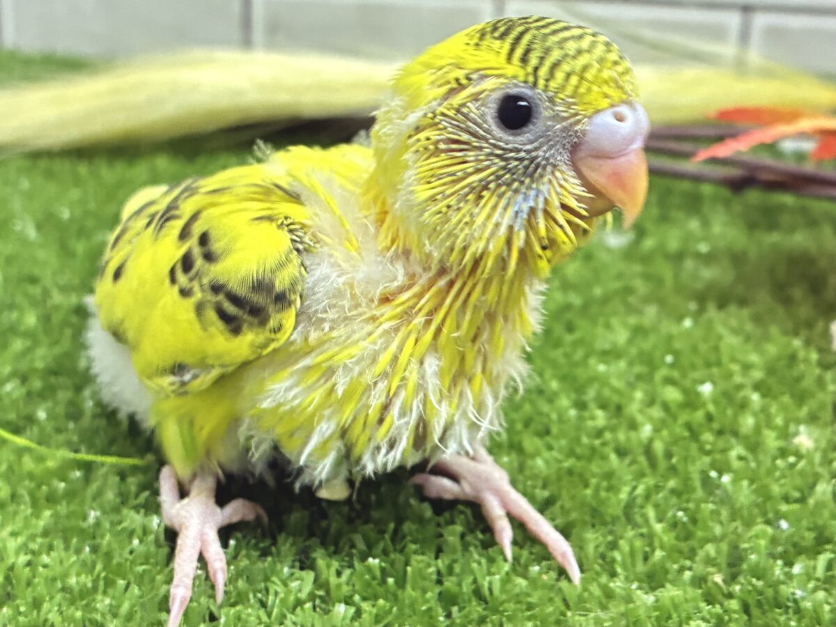 セキセイインコ