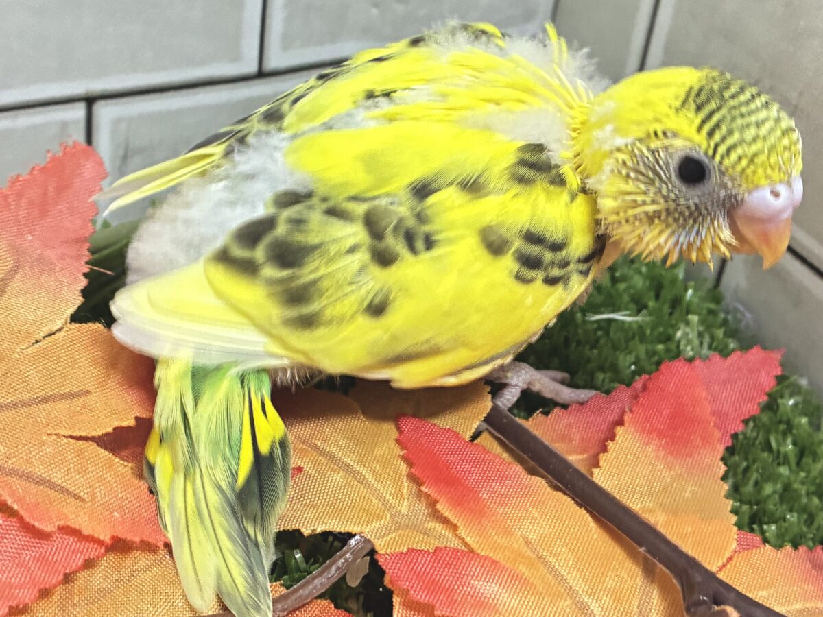 セキセイインコ