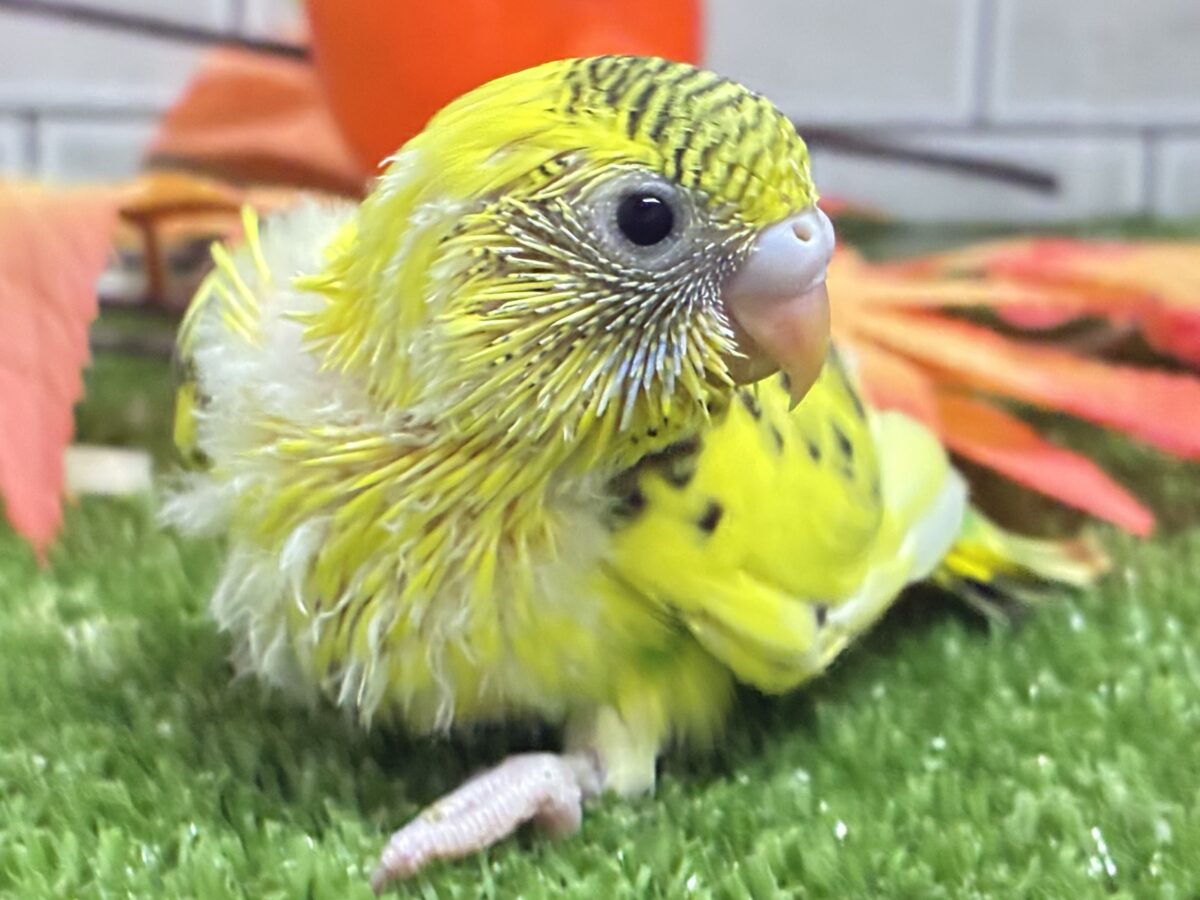 セキセイインコ