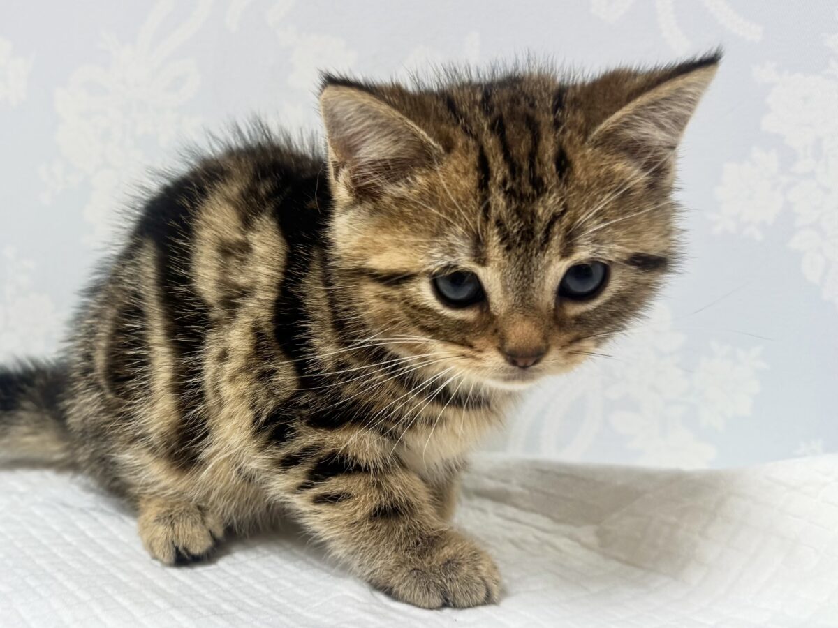 激かわ🤦🏻‍♀️💞ブラウンタビー🤎アメリカンショートヘア男の子🐱♡