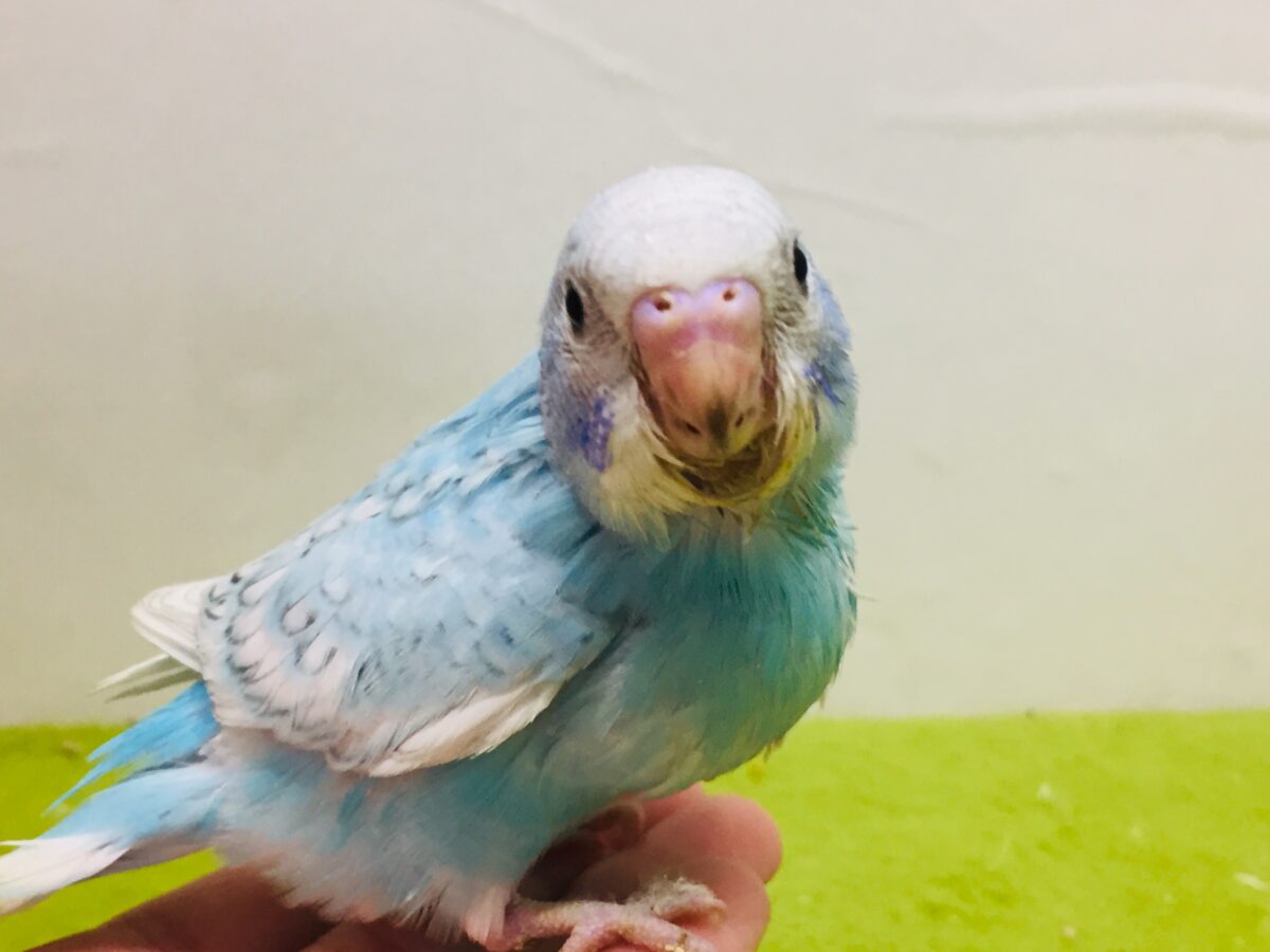 澄み渡る青空カラー💙💙 セキセイインコ（スパングル）