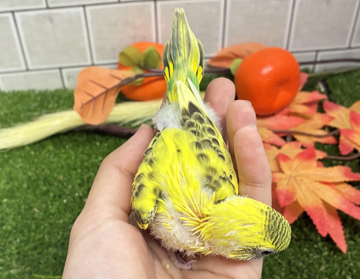 セキセイインコ