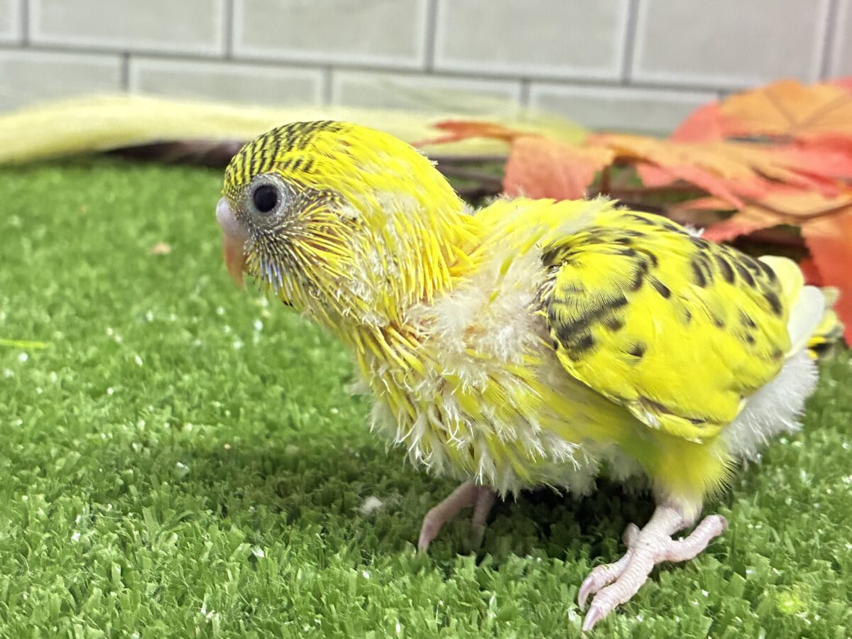 セキセイインコ