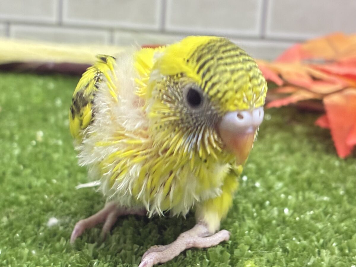 セキセイインコ