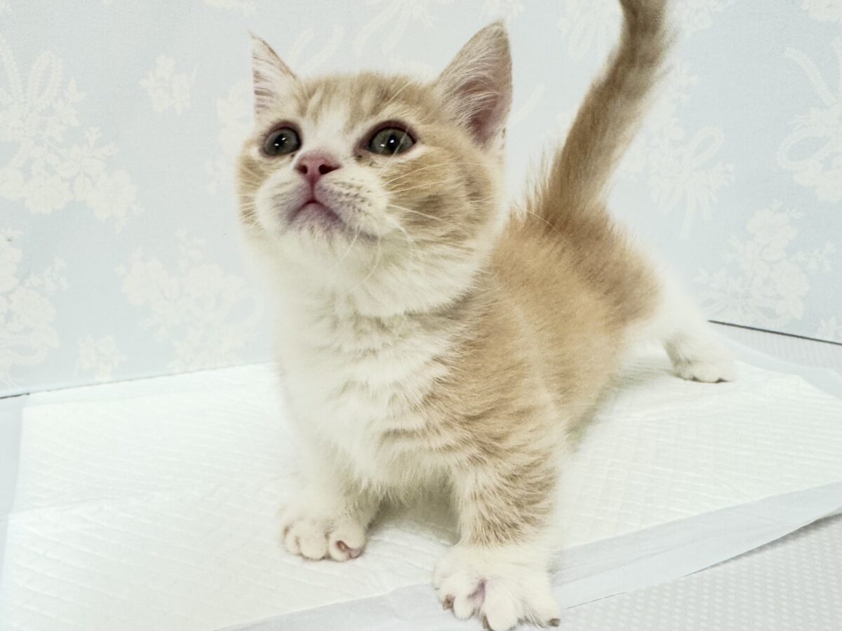 あざとすぎ注意🥺⚠️🩷ミヌエット男の子🐱🩵