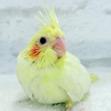 背中にたくさんお花が咲いたよ🐣🌼オカメインコ(ルチノーパール) ヒナ