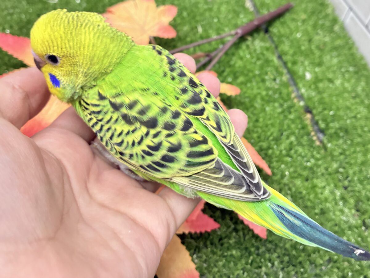 セキセイインコ