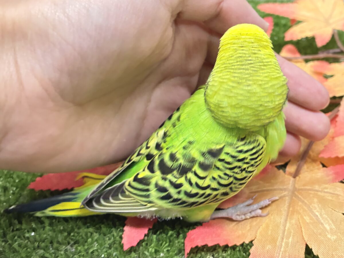 セキセイインコ