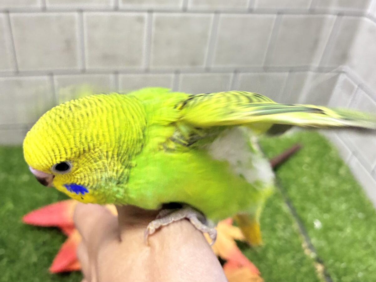 セキセイインコ
